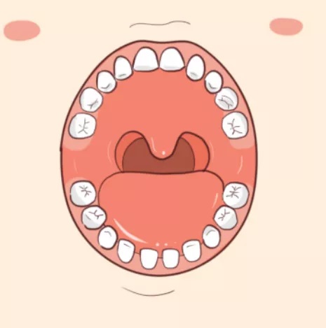 口腔健康是婴幼儿生长发育的基础