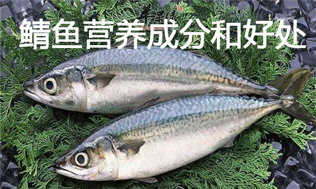 鲭鱼营养成分和好处